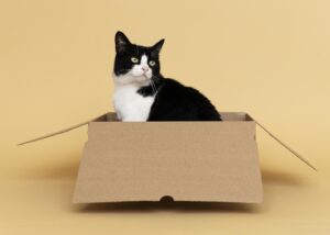 Bom para gatos